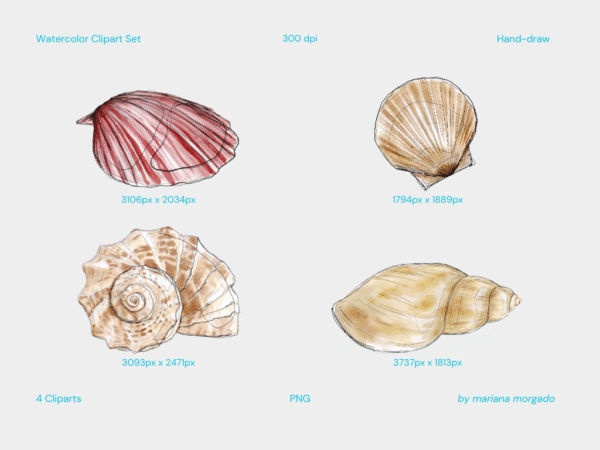 Cliparts | Seashells - Image 2