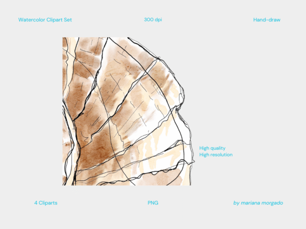 Cliparts | Seashells - Image 3