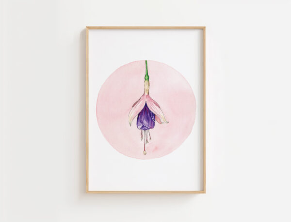 Fuschsia Hybrida | Gicleé Print