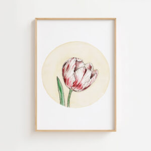 Tulipa Gesneriana | Gicleé Print
