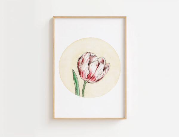 Tulipa Gesneriana | Gicleé Print